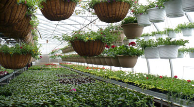 Crystal Acre more hanging plants