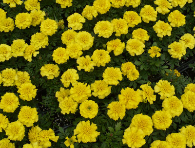 Yellow flowers