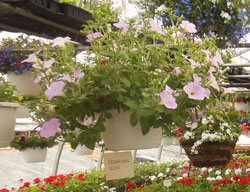 hanging baskets