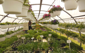 Hanging baskets