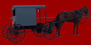 Amish horse