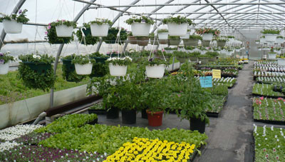 green house plants