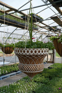 hanging plants