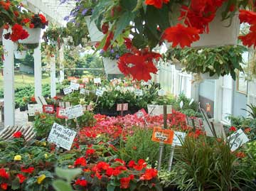 hanging baskets