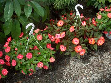 Flowers on the ground