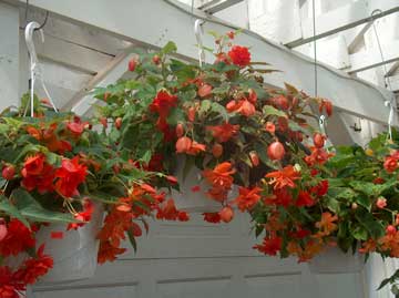 Hanging baskets