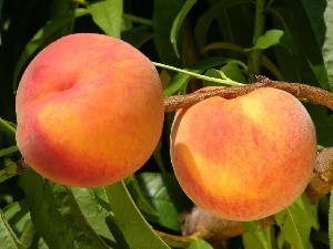 Peaches